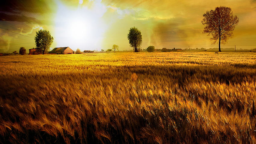 Golden Fields, skies, sunrise, tree, wheat, fields, trees, nature, sky, sunset HD wallpaper