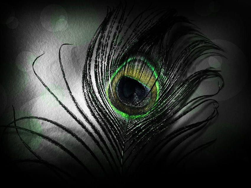 Peacock Feather Black - - - Tip, Dark Feather HD wallpaper