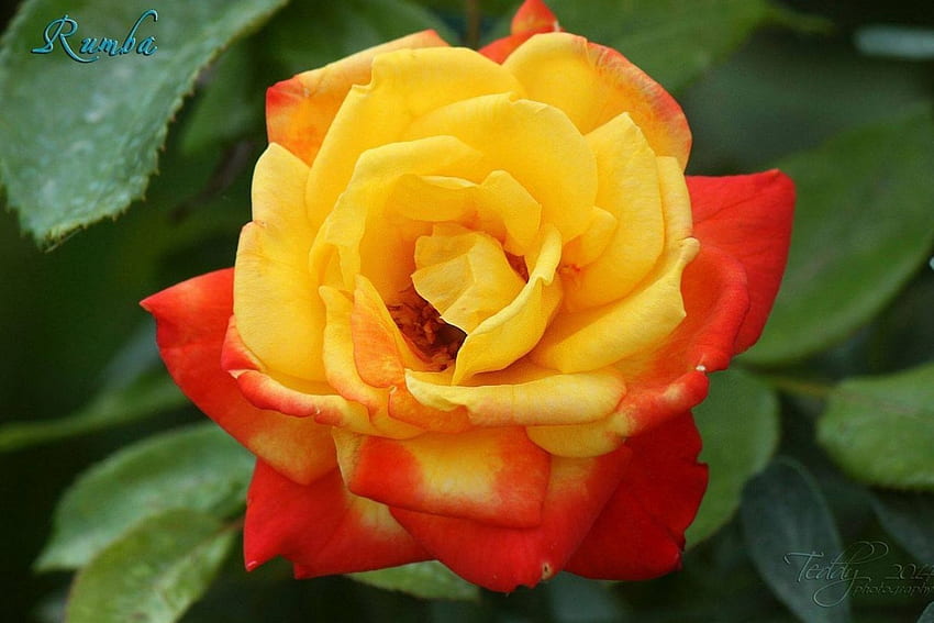 Tea Rose, rose, two color, nature, flowers, macro HD wallpaper
