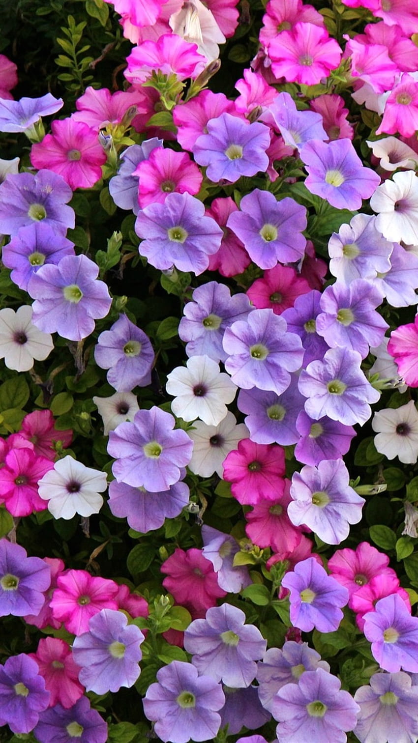 Fleurs de pétunia, blanches, violettes, roses Fond d'écran de téléphone HD