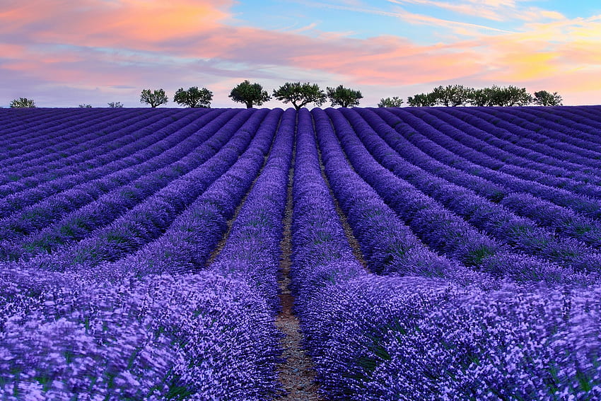 Purple Lavender Field, campo, cielo, flores, lavanda, nubes, árboles, naturaleza fondo de pantalla