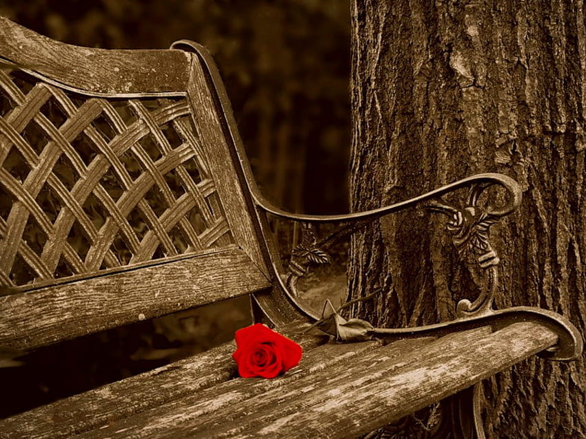 Rose pour toi, banc, place, assis, solitaire, gentil, arbre, rose, joli, fleur, amour, rouge, charmant Fond d'écran HD