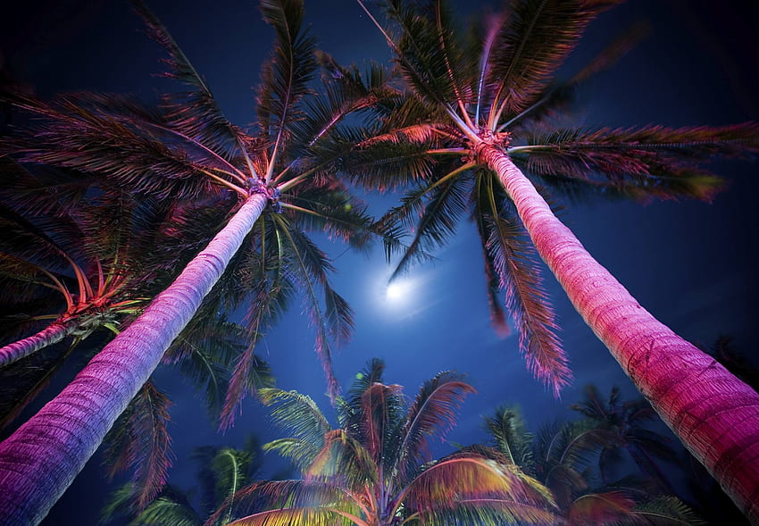 Worm's eye view of a palm tree grove undeath a moon and dark blue sky, night, tropic, palm, florida, tropical, buenavista, beach, chill, pink, leaves, moon, sky, miami, palm trees HD wallpaper