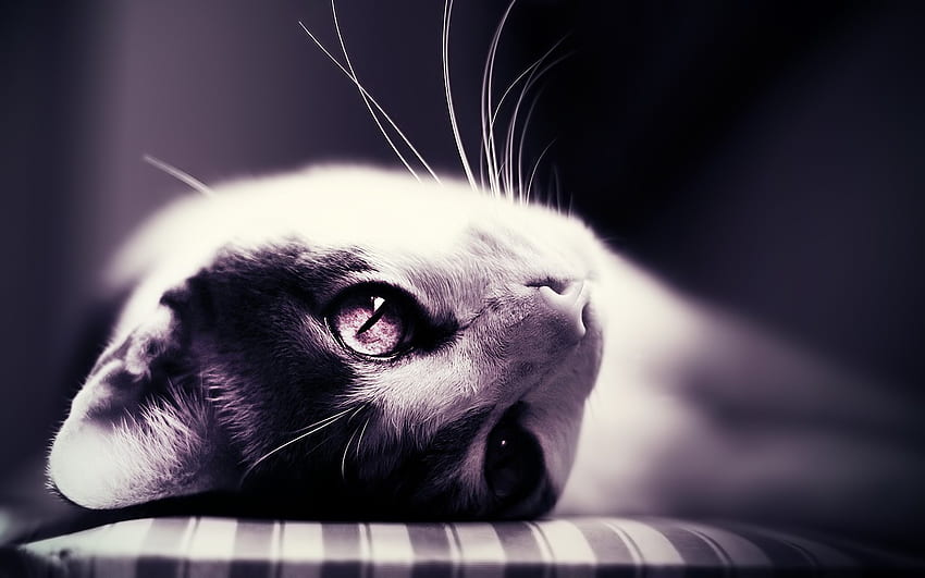 Cat, whiskers, cats, eyes, dreamy, lovely HD wallpaper