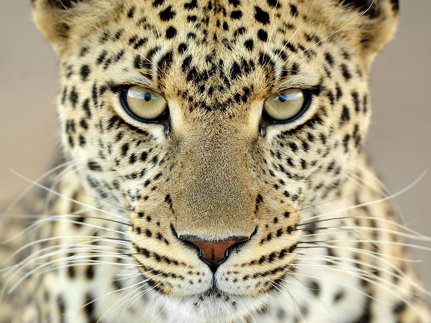 Fresh · Animal Life · Cats · Leopard big cats. wallpap. Animals wild, Animals beautiful, Big cats HD wallpaper