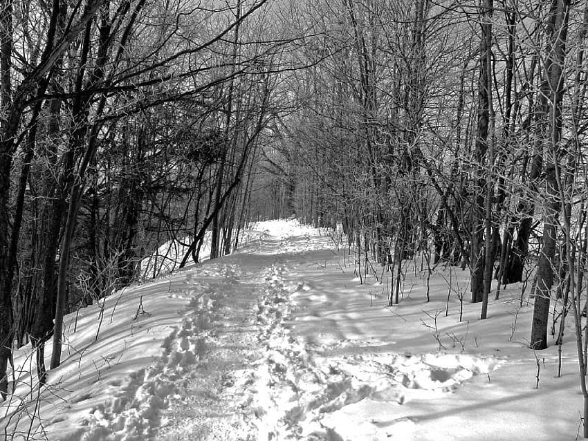 Along the Way, winter, snow, trees, sky, nature, sun HD wallpaper