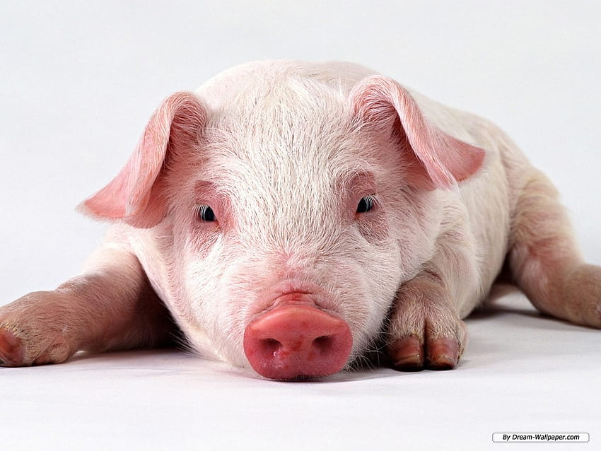 PIG FACE, rose, porc, porc, visage, cochon Fond d'écran HD