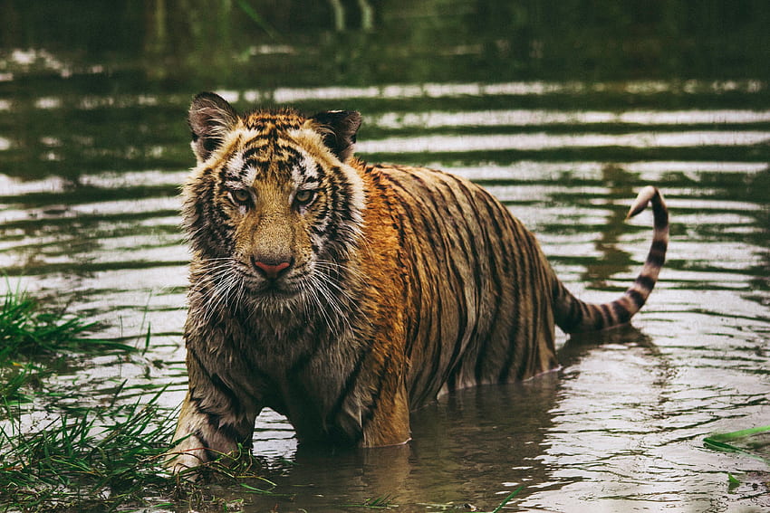Animals, Water, Wet, Predator, Tiger HD wallpaper