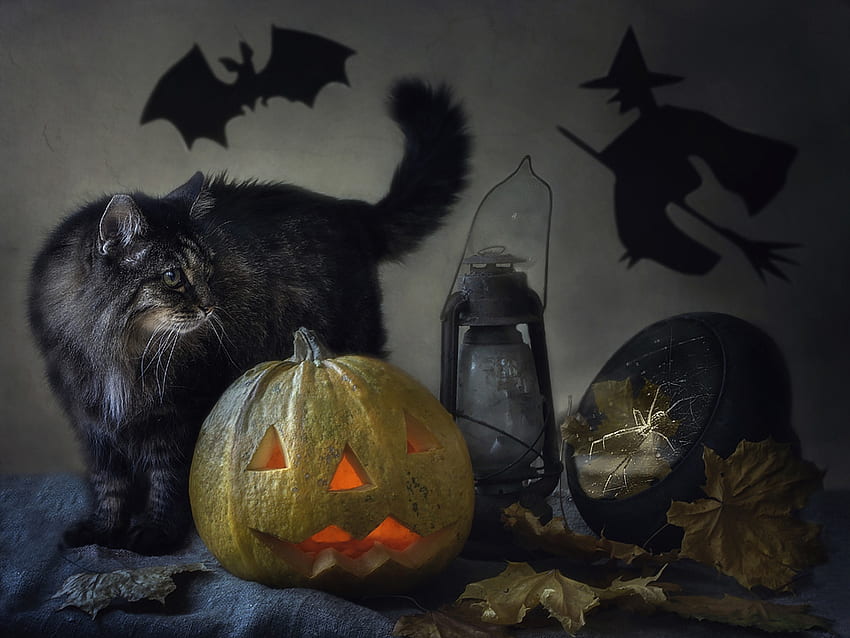 Happy Halloween!, animal, shadow, daykiney, bat, cat, witch, pisica, halloween, pumpkin HD wallpaper