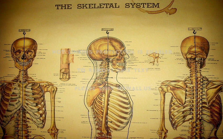 의료 , 해골, 인체 해부학, 오르간, 인간의, 유기체, 인간의 몸, 목, 뒤로, 미술, Human Skeleton HD 월페이퍼
