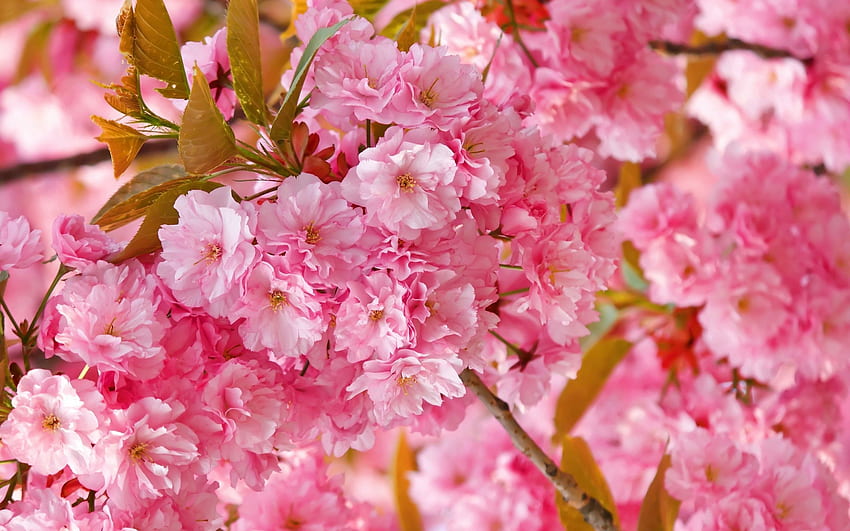 Пролет, Цветя, Розово, Растение, Макро, Венчелистчета HD тапет