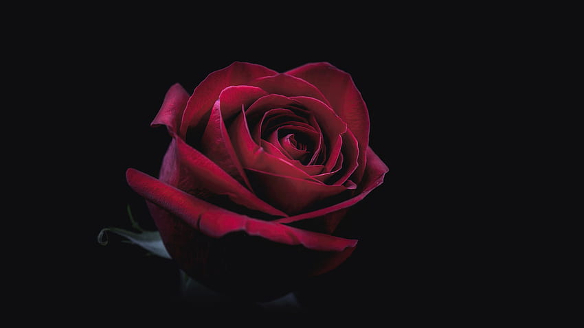 Rose Oled , , Background, and, Oled PC HD wallpaper