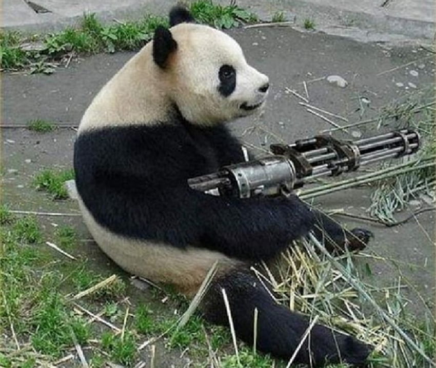 I'll Show You Endangered, endangered, black and white, gun, humour, panda HD wallpaper