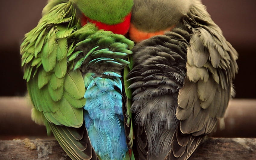 closeup birds feathers affection love bird High Quality , High Definition , Love Birds HD wallpaper