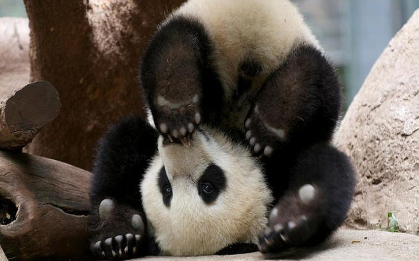 Naughty-Baby-Panda-Bear, baby, naughty, bear, panda HD wallpaper