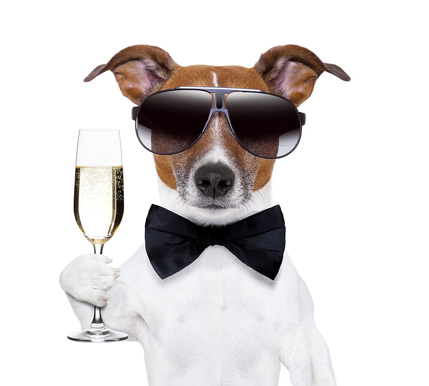 Cheers!, dog, gatsby, sunglasses, glass, funny, jack russell terrier, bow, caine HD wallpaper