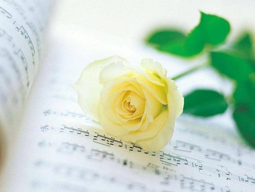 single rose, notes, rose, romantic, yellow HD wallpaper