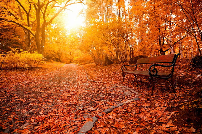 Place for rest, rays, sunny, glow, relax, nice, trees, autumn, bench, path, fall, beautiful, park, carpet, falling, leaves, alley, nature, lovely, forest, foliage HD wallpaper