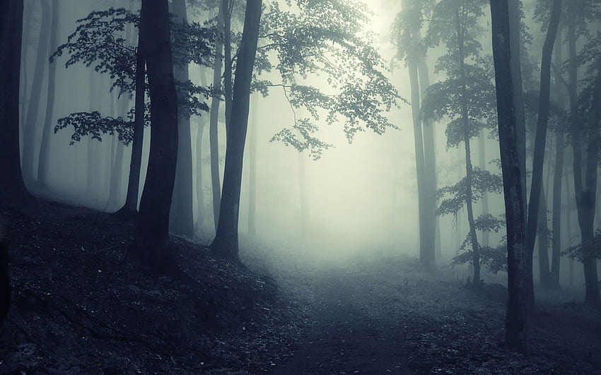 Camino a través de un bosque oscuro - - 634738. Bosque de niebla, de bosque, Bosque oscuro, Camino de bosque oscuro grande fondo de pantalla