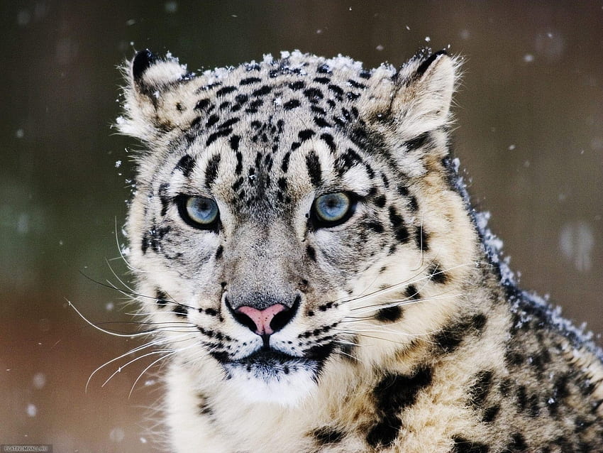 animales, leopardo de las nieves fondo de pantalla