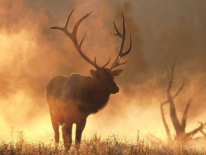 deer, misty, big antlers, foggy HD wallpaper