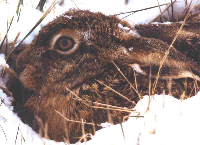 Hare, snow, long ear, head, eye, hiding HD wallpaper
