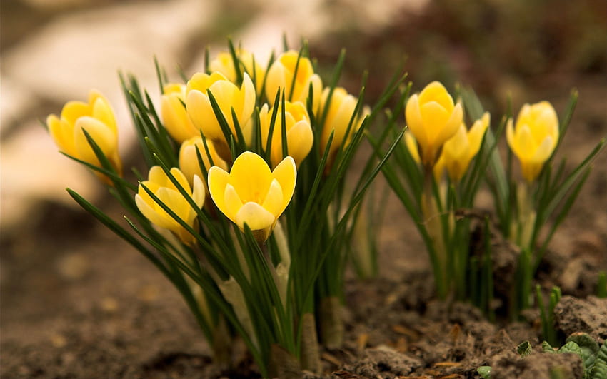 Blumen, Blätter, Land, Erde, Frühling, Primel, Krokusse HD-Hintergrundbild