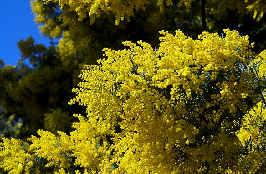 Flowers, Sky, Bush, Fluffy, Branches, Spring, Mimosa HD wallpaper