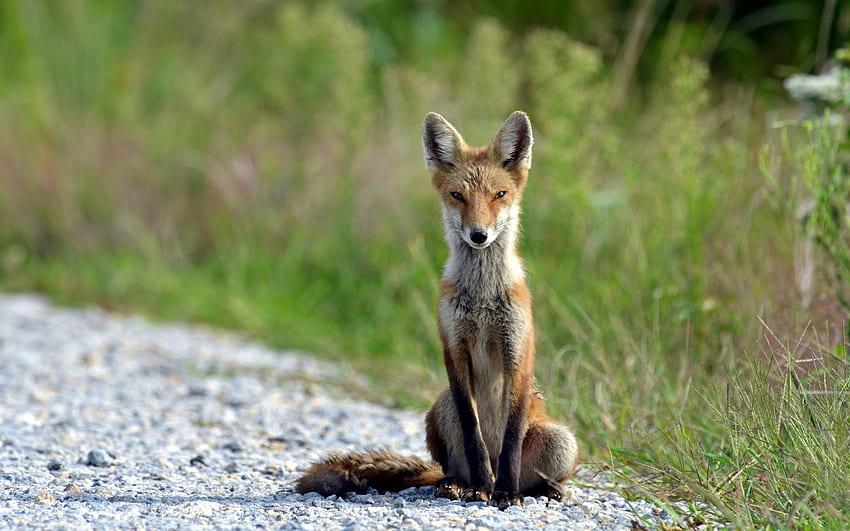 Fox, animal, red, nature, tail HD wallpaper
