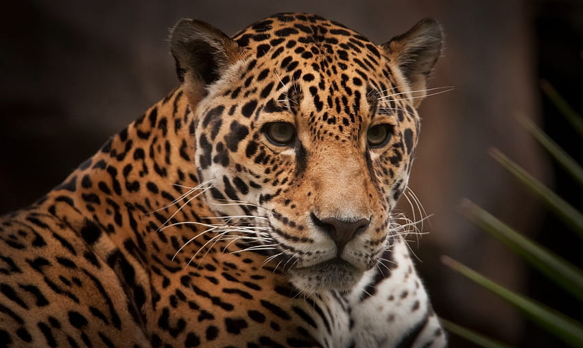 Animali, giaguaro, predatore, gatto selvatico, gatto selvatico Sfondo HD
