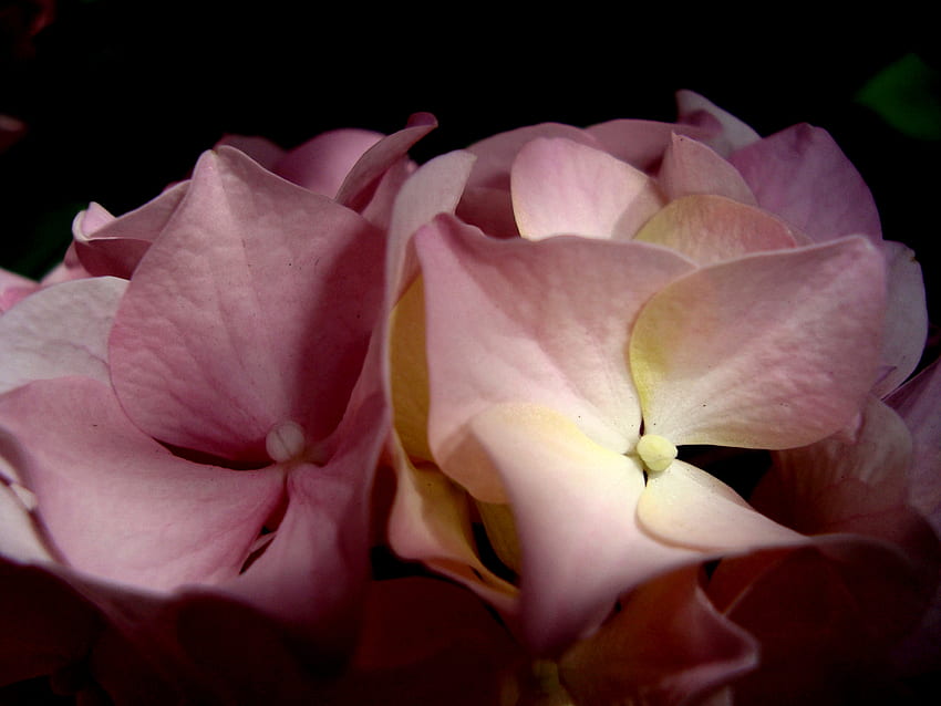 beautiful flower of hydrangea, pink, calming, hydrangea, flower HD wallpaper