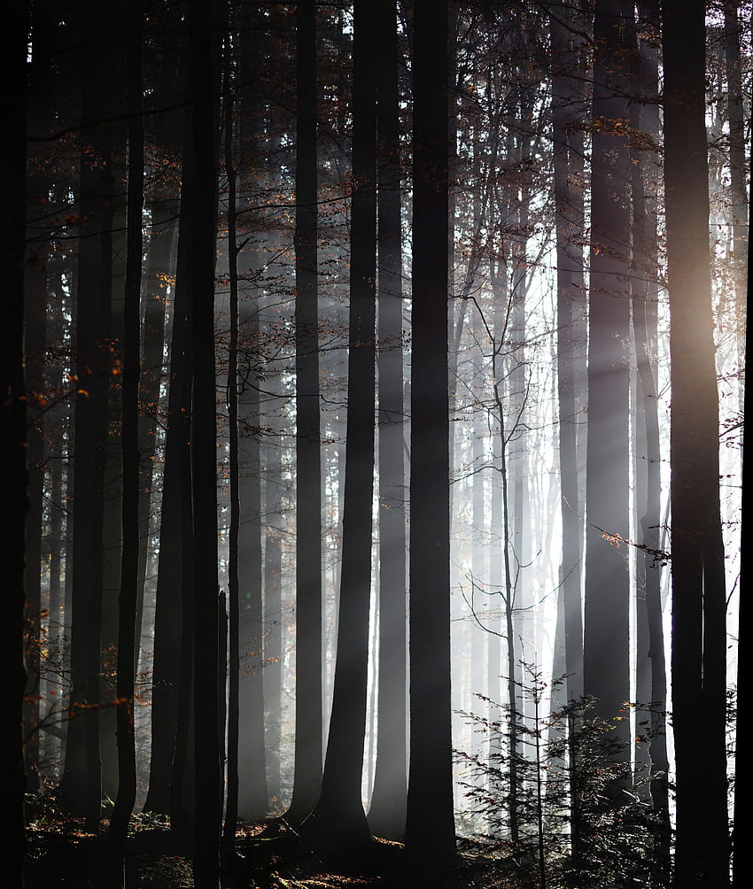 Nature, Trees, Twilight, Forest, Fog, Dusk, Sunlight HD phone wallpaper