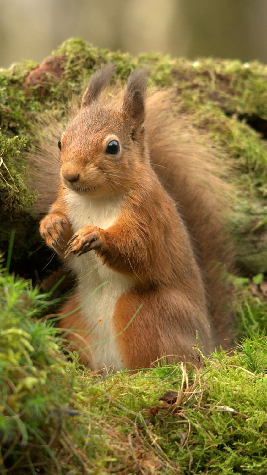 Squirrel Pictures-cute squirrel in a field of green plants and flowers