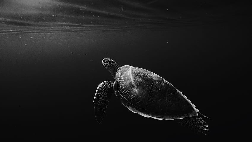 Black and white underwater shot of lone turtle swimming, Sea Turtle HD wallpaper