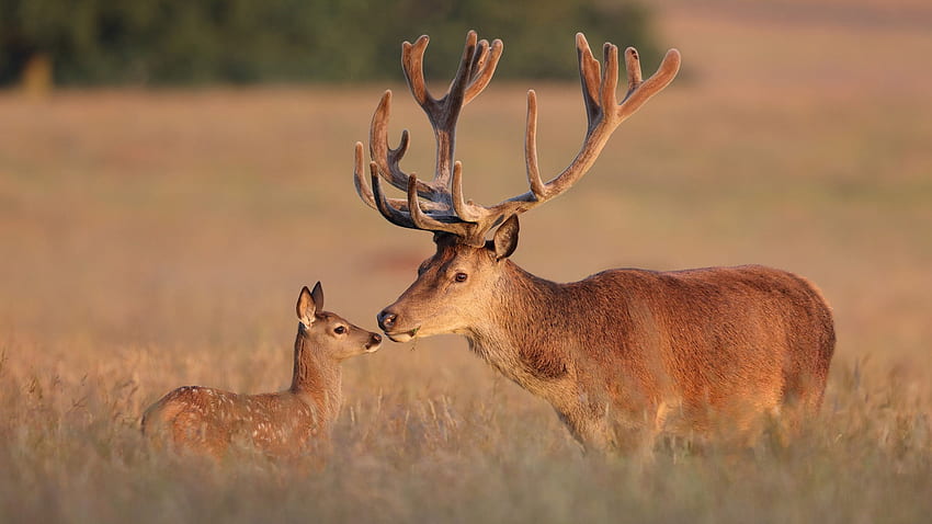 Red Deer Deer & Elk With Large Antlers HD wallpaper