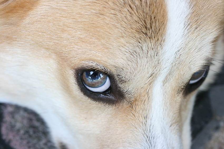 Cody, dog, eyes, puppy, welsh corgi HD wallpaper
