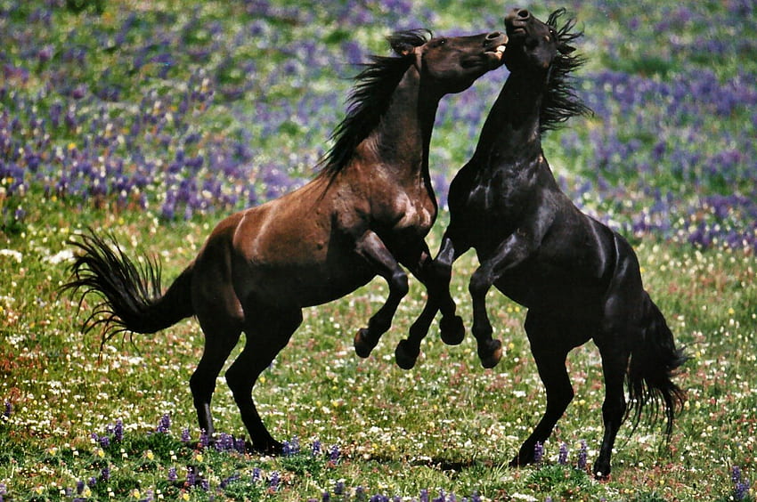 Mustang Play F2, животно, кон, широк екран, дива природа, графика, коне, мустанги HD тапет