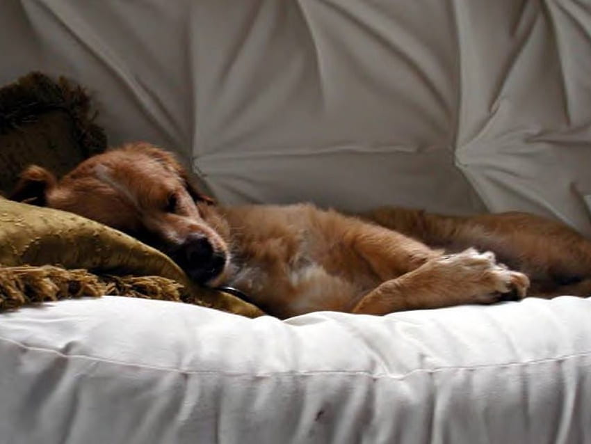 A Dog's Life, dog, animal, bed, sleep HD wallpaper