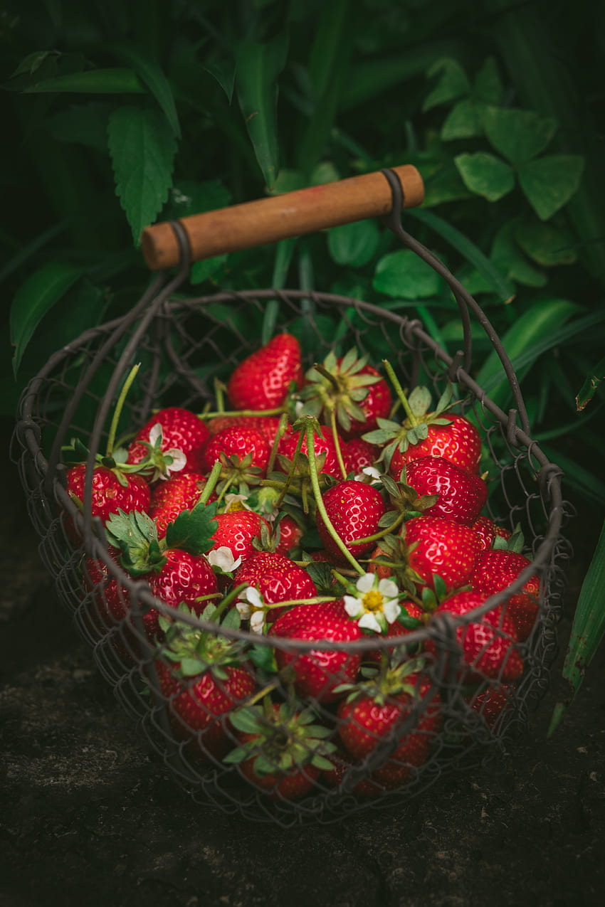 Food, Strawberry, Berries, Basket, Ripe, Fresh HD phone wallpaper