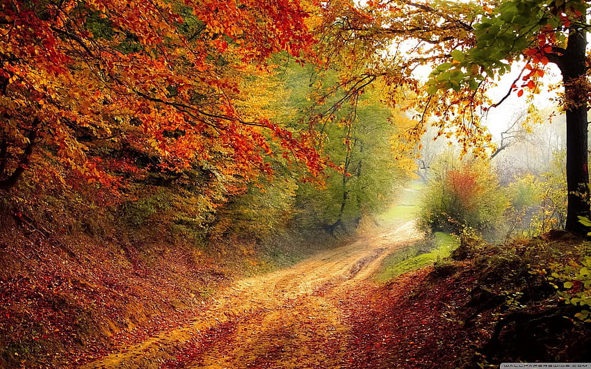 Fall Foliage For Ultra, Indian HD wallpaper