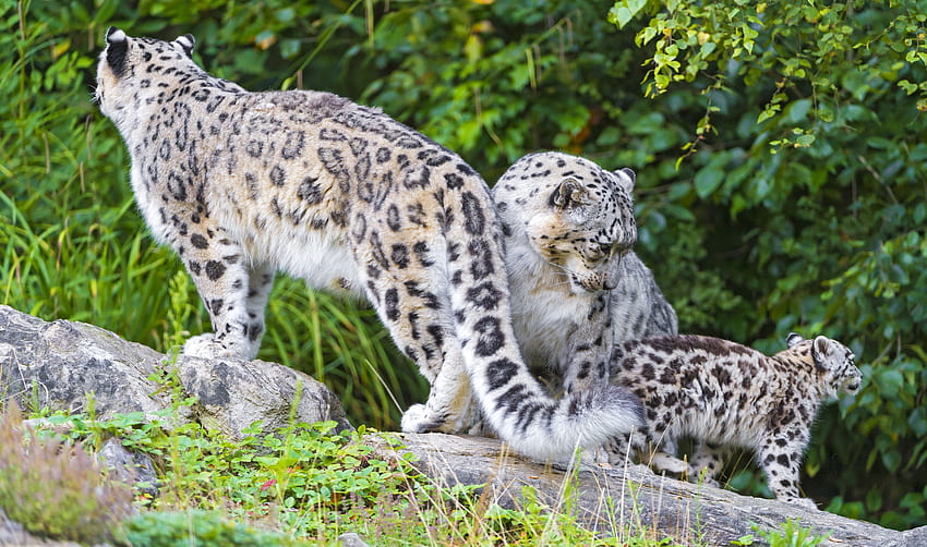 Animales, Leopardo De Las Nieves, Familia, Irbis fondo de pantalla