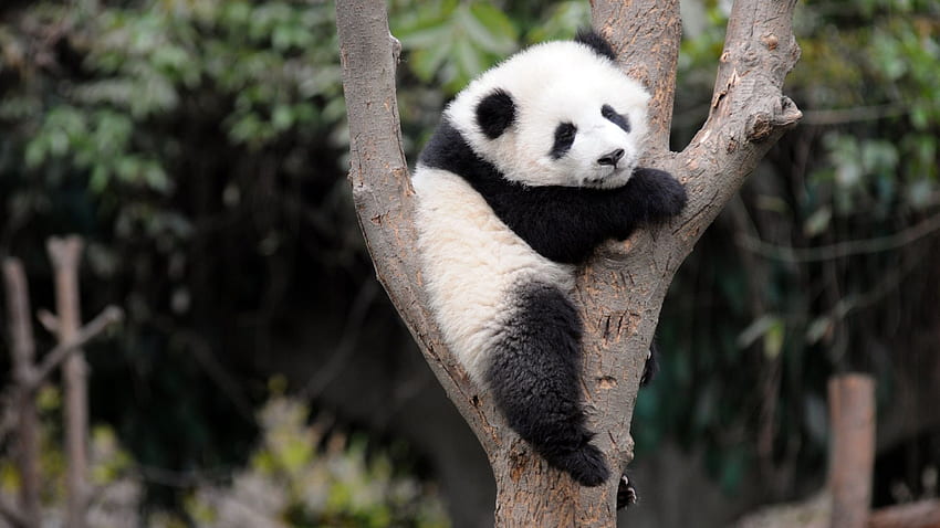 11 Wonderful Panda WallSourcecom [] for your , Mobile & Tablet. Explore ...