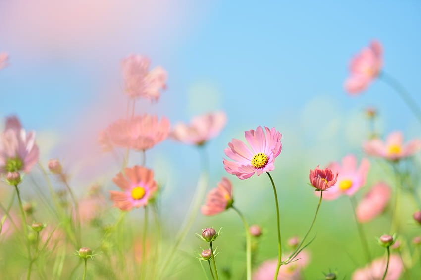 Kosmos merah muda, bunga, padang rumput, tanaman, buram Wallpaper HD