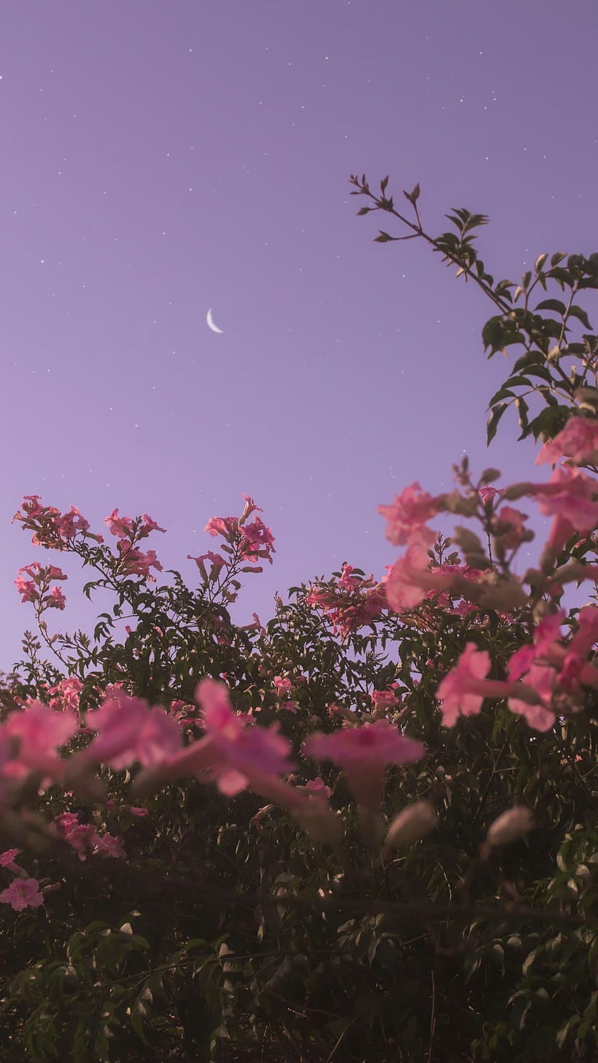 Niebo właśnie zaczęło ciemnieć, a kwiaty były w pełnym rozkwicie, Estetyczne Kwiaty Tapeta na telefon HD