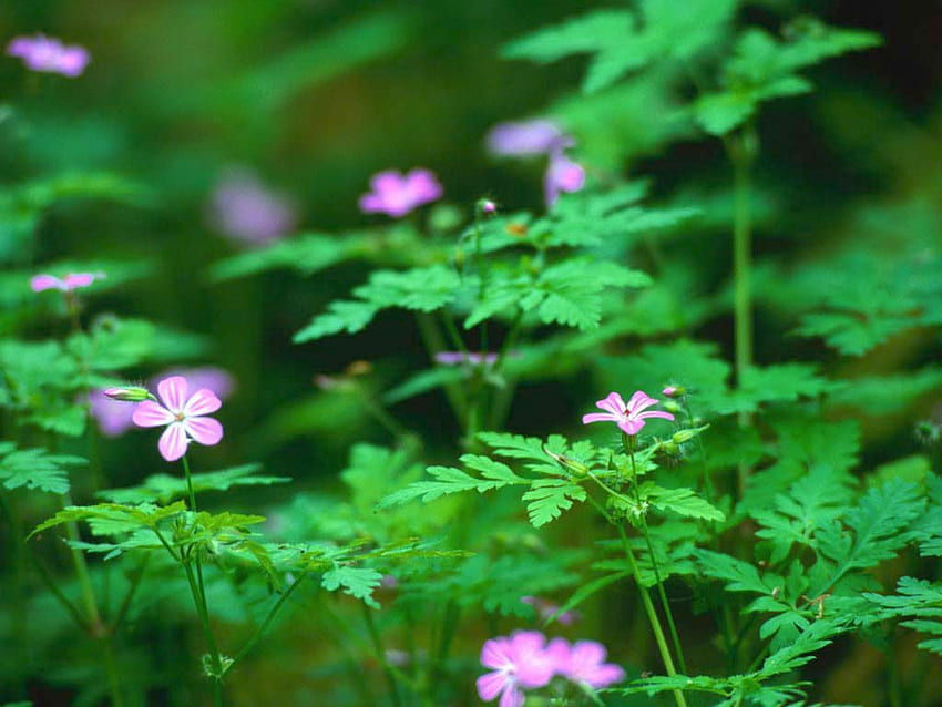 2. Afbeelding in volle omvang getoond van: Forest flowers pink. Grafische Categorie: Flower Forest HD wallpaper
