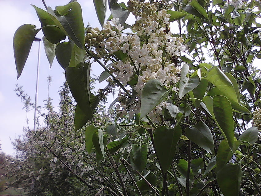 Wiosenne kwiaty, przyroda, kwiaty, pory roku, wiosna Tapeta HD