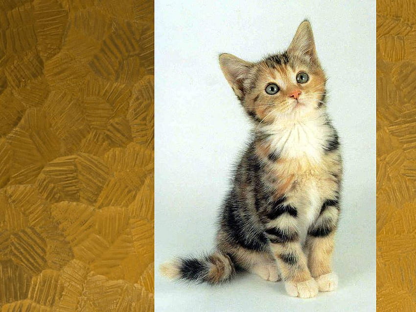 Sweet tabby, sweet, kitten, tabby, cat HD wallpaper