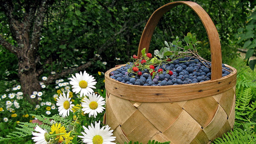 Food, Strawberry, Camomile, Bilberries, Berry, Basket, Wild Strawberries HD wallpaper
