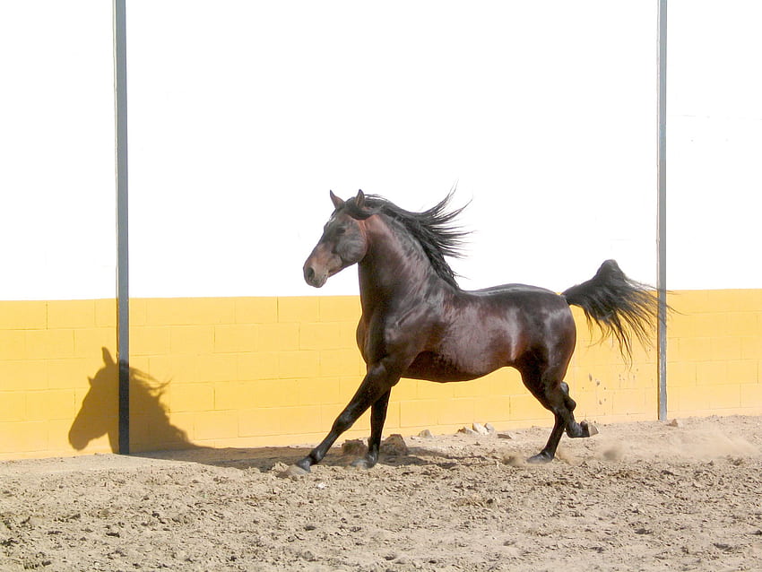 Jogging, spanish, andalusian, horses, black, brown, dark HD wallpaper
