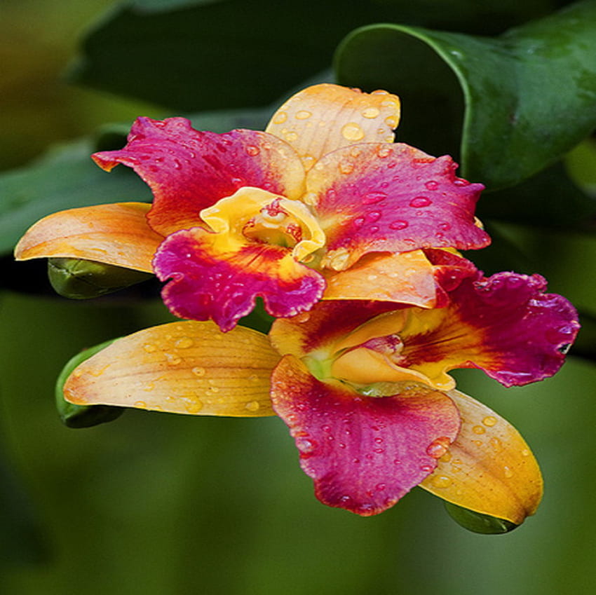 orquídea, egzotic, rocío, flor fondo de pantalla